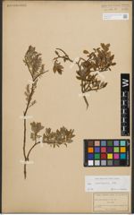 Foto von Salix starkeana Willd.